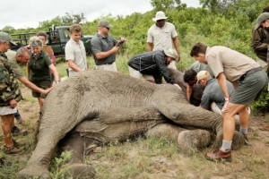 phinda elephant collaring