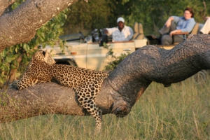 phinda private safari