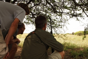 phinda rhino tracking