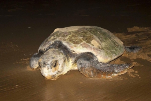 phinda turtle nesting