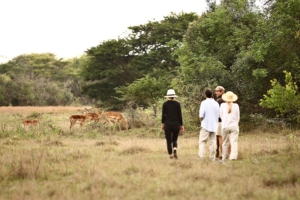 phinda walking safari